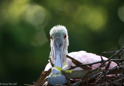 Spoonbill Mother on the Nest