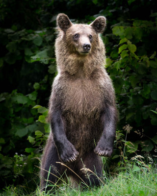Romania Brown Bear
