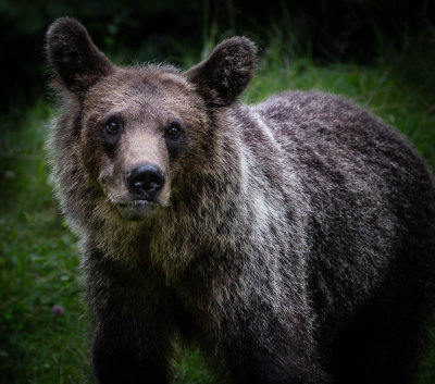 Romania Brown Bear