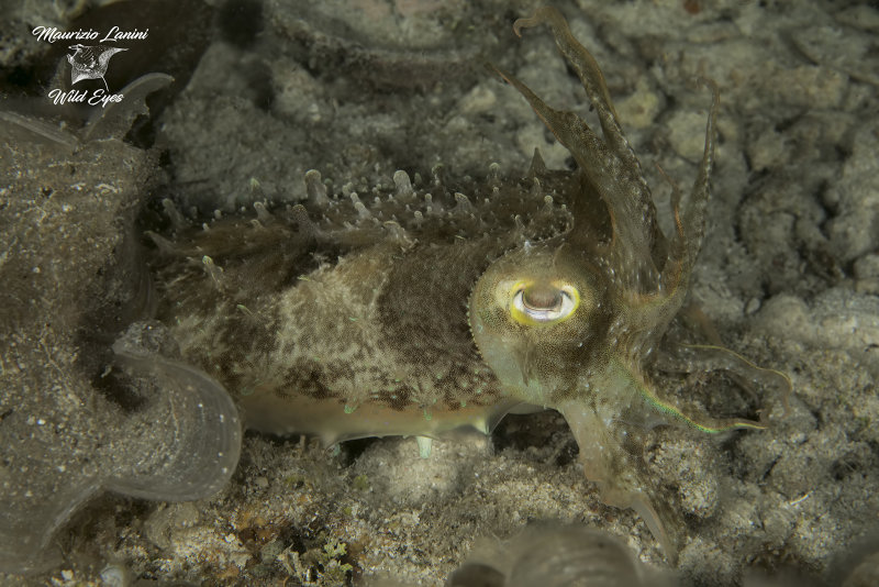 Seppia , Cuttlefish