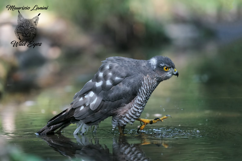 Sparviere , Eurasian sparrowhawk
