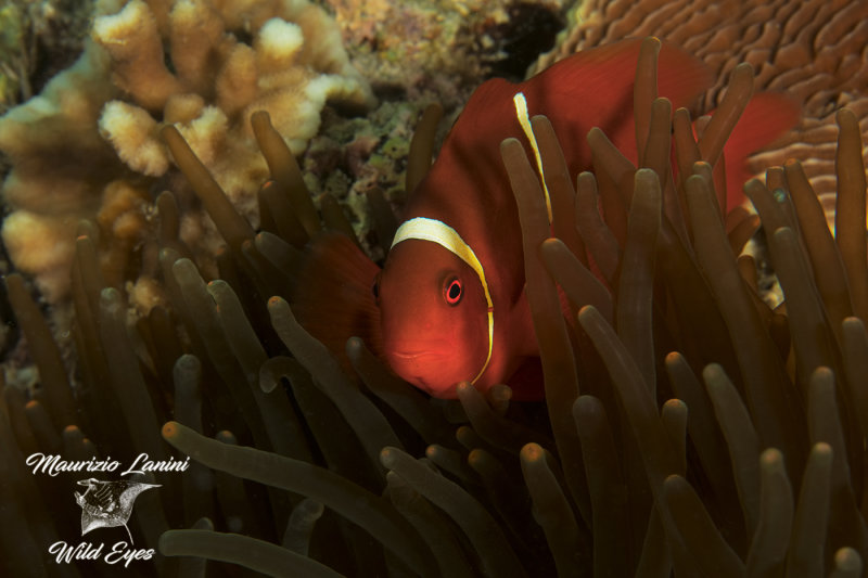 Pesce pagliaccio , Clownfish