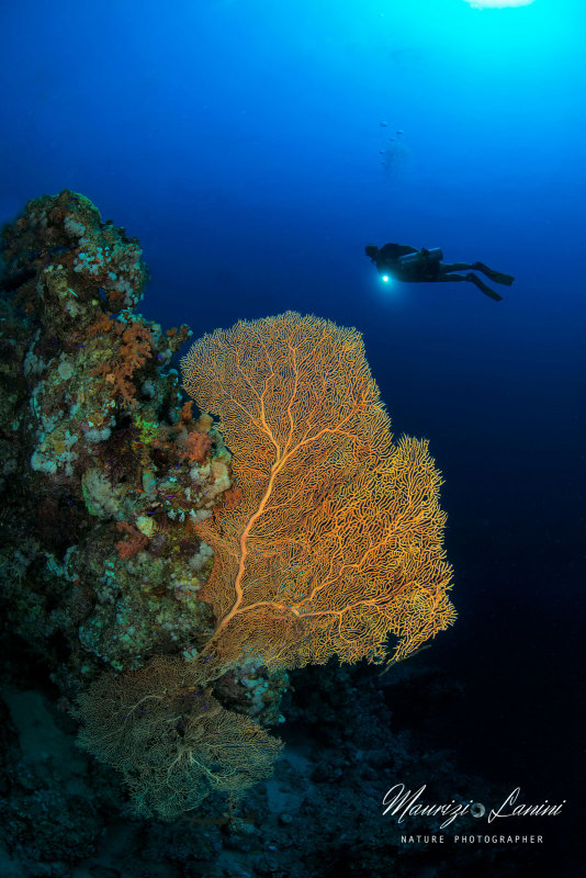 La grande gorgonia , The big sea fun 