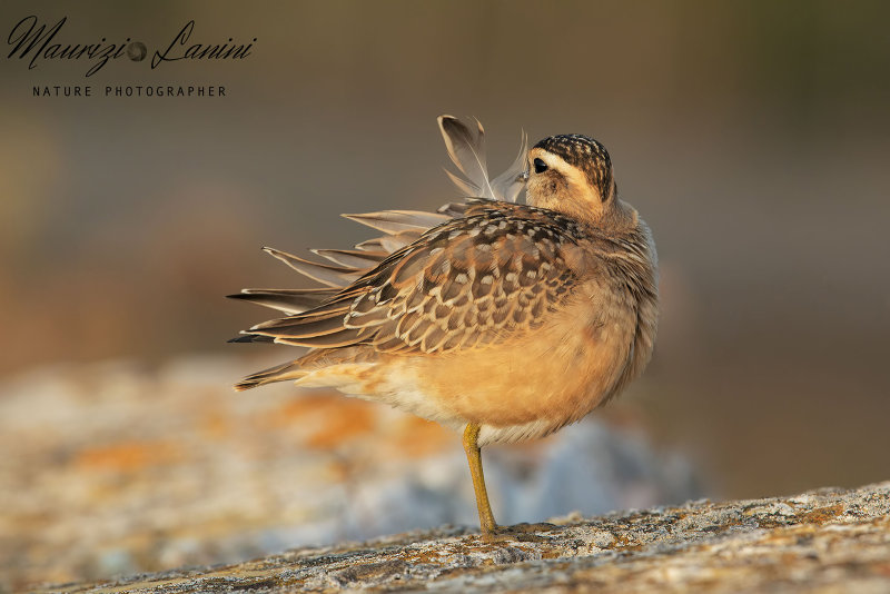 Piviere tortolino, Eurasian dotterel