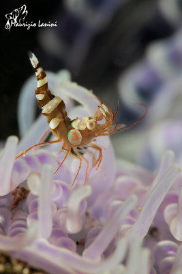 Gamberetto simbionte di Ambon , Sexy Anemone Shrimp