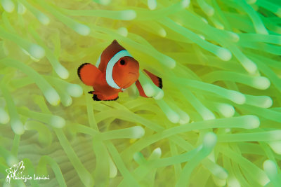 Pesce pagliaccio , Clownfish