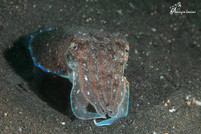 Seppia , Cuttlefish