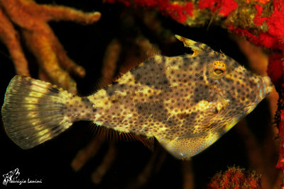 Pesce lima, Strapweed filefish