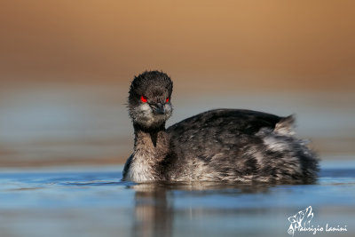 Svasso piccolo, Black-necked grebe