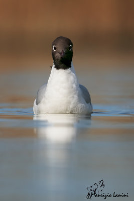 Gabbiano comune , Black-headed gull