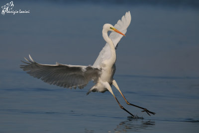Airone bianco maggiore , Great egret