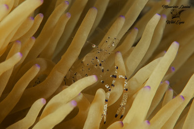 Gamberetto simbionte, Graceful anemone shrimp