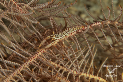 Gamberetto dei crinoidi , Commensal shrimp