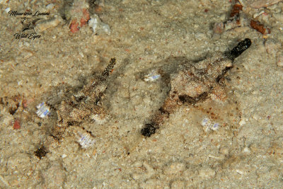 Pegaso , Short dragonfish 