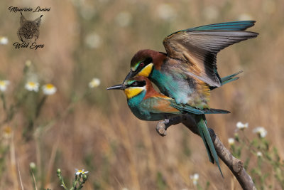Gruccioni, Bee-eaters