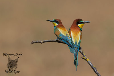Gruccioni, Bee-eaters