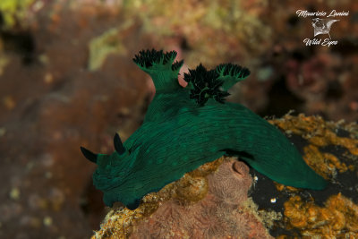 Nudibranco , Nudibranch