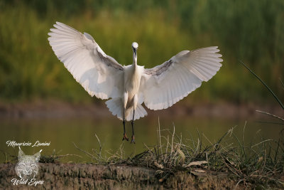 Garzetta, Little egret