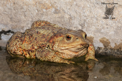 Rospo, Common toad