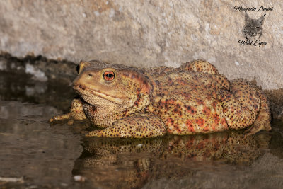 Rospo, Common toad