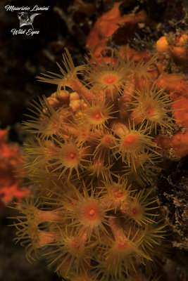 Margherite di mare, Colonial yellow polyps