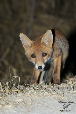 Giovane volpe rossa , Young Red fox