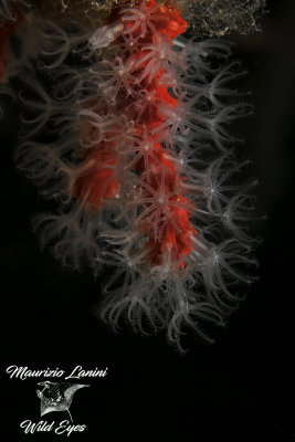 Corallo rosso, Red coral