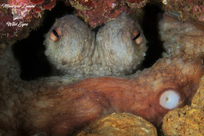 Polpo , Octopus 