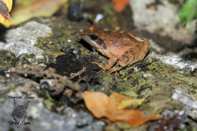 Rana agile, Agile frog