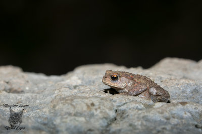 Giovane rospo , Young common toad
