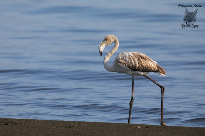 Giovane fenicottero ,Young greater flamingo