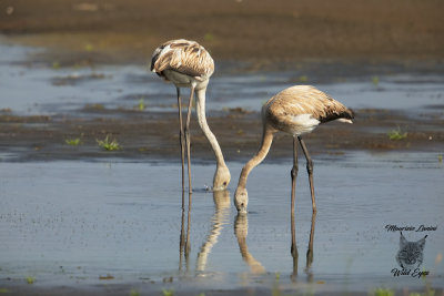 Giovani fenicotteri ,Young greater flamingos