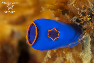 Ascidia, Blue sea squirt