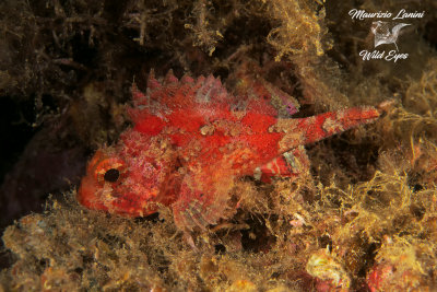 Giovane scorfano rosso, Young red scorpionfish