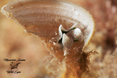 Saccoglosso, Sacoglossan sea slug