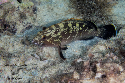 Cernia, Dusky grouper