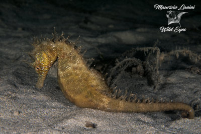 Cavalluccio marino, Mediterranean seahorse