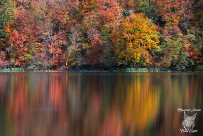 Colori autunnali, Autumn colors