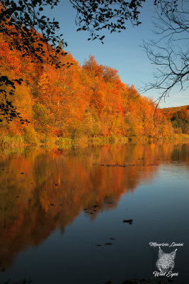 Colori autunnali, Autumn colors