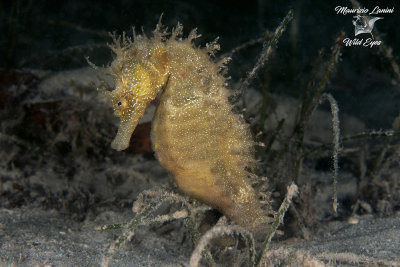 Cavalluccio marino, Mediterranean seahorse