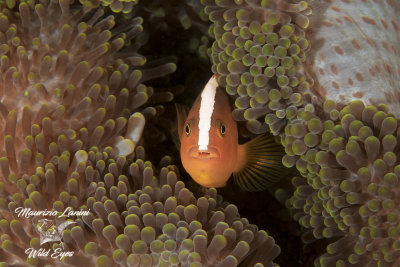 Pesce pagliaccio , Clownfish