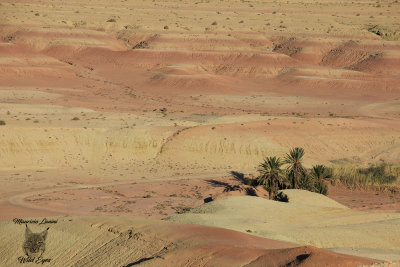 I colori del deserto, Desert colors 