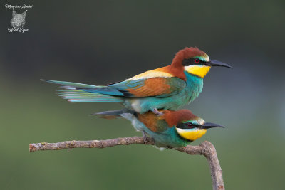 Accoppiamento di Gruccioni, Bee-eaters mating 