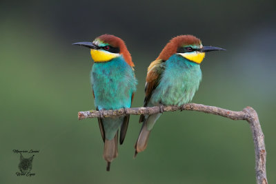  Gruccioni, Bee-eaters 