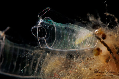 Ascidia cristallo, Light-bulb sea squirt