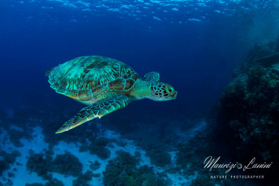 Tartaruga verde, Green sea turtle