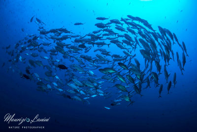 Carangidi, Big eye Trevally