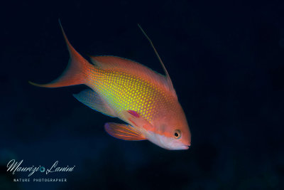 Anthias