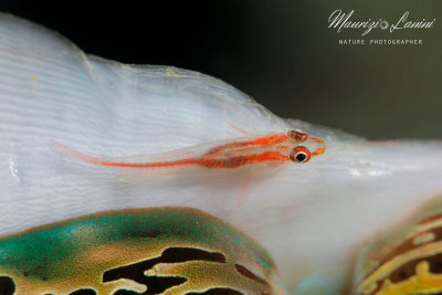 Gobide dei coralli, Stonycoral Ghostgoby