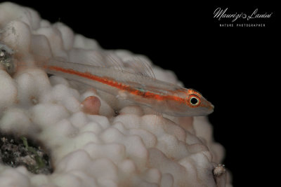 Gobide dei coralli, Stonycoral Ghostgoby